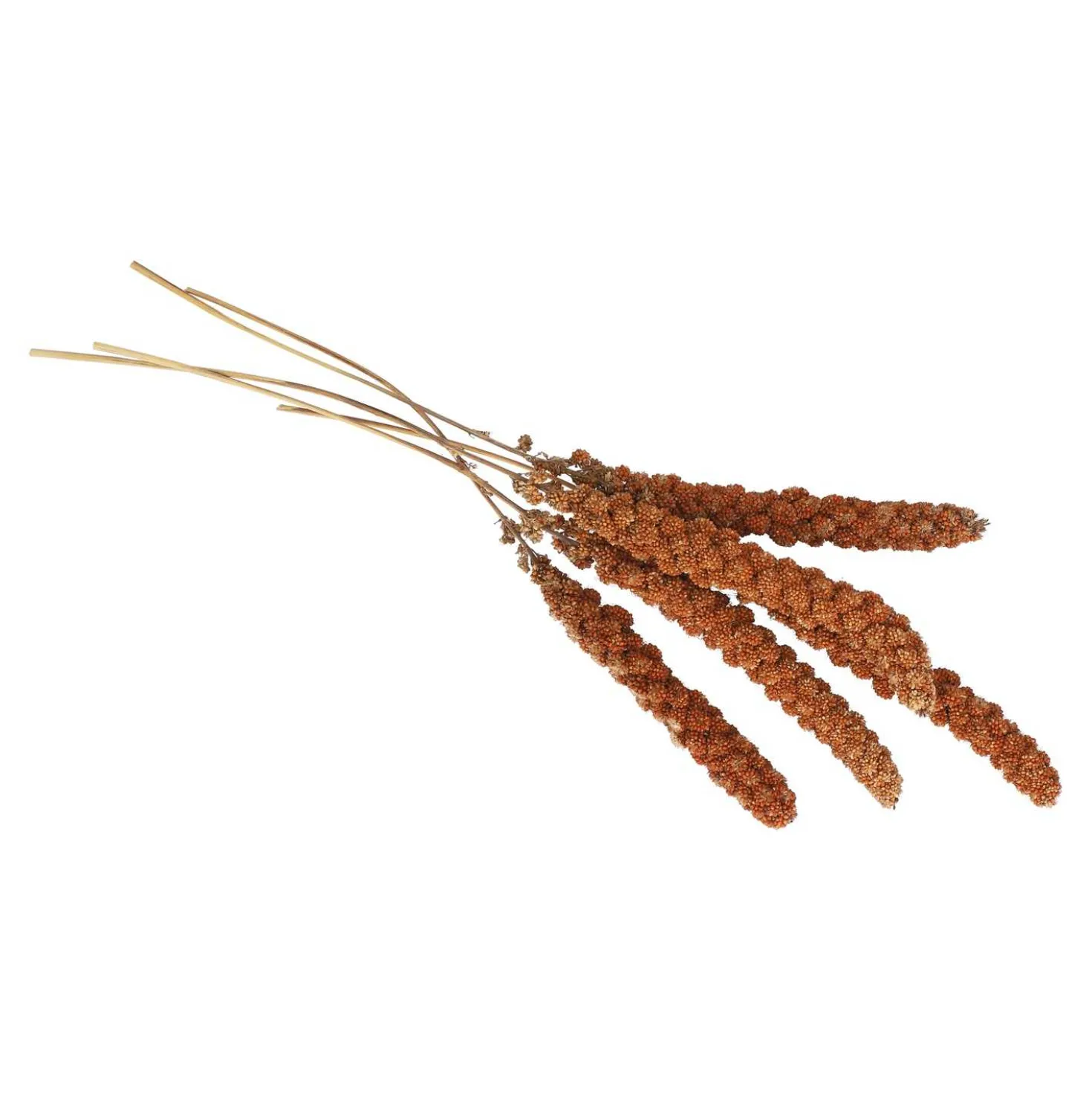 Kolbenhirse gemischt, 500 g