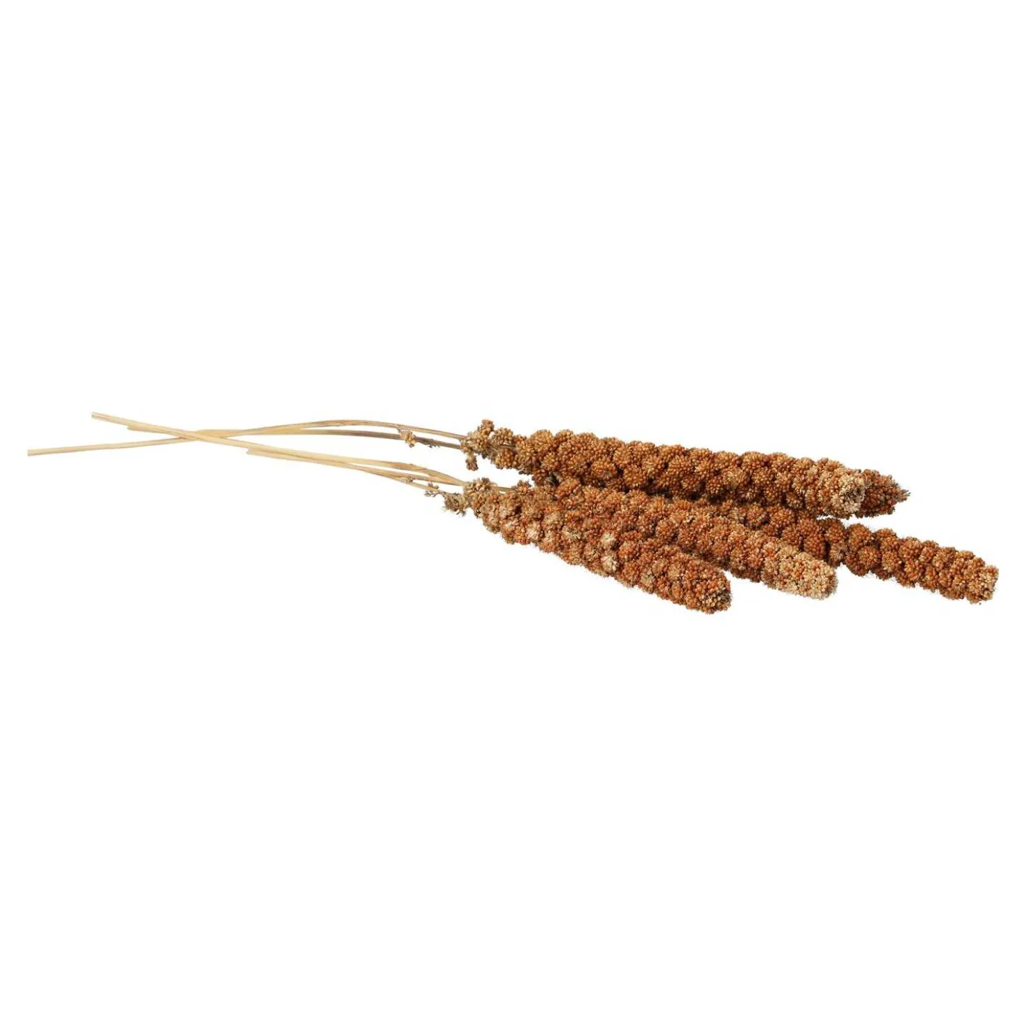 Kolbenhirse gemischt, 500 g