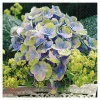 Servietten Romantic flower, 33 x 33 cm, 20 Stück