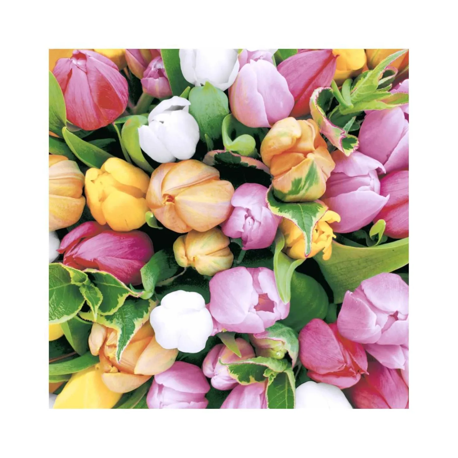Servietten Tulpenzauber, 33 x 33 cm, 20 Stück